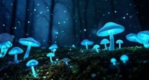 The Bioluminescent Forest